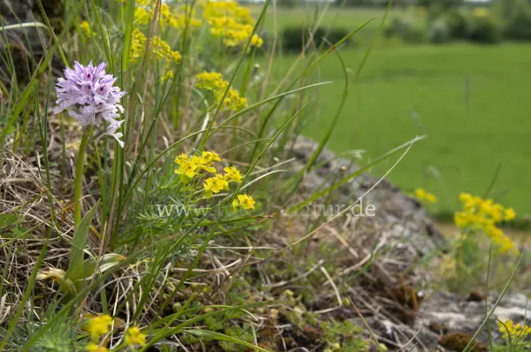 Fokus-Natur Bild