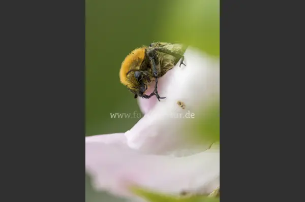 Fokus-Natur Bild