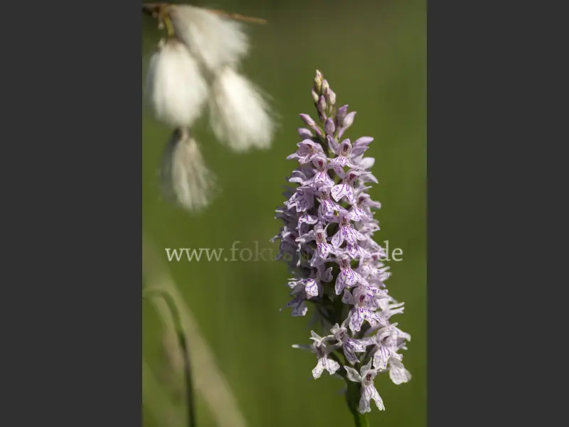 27443