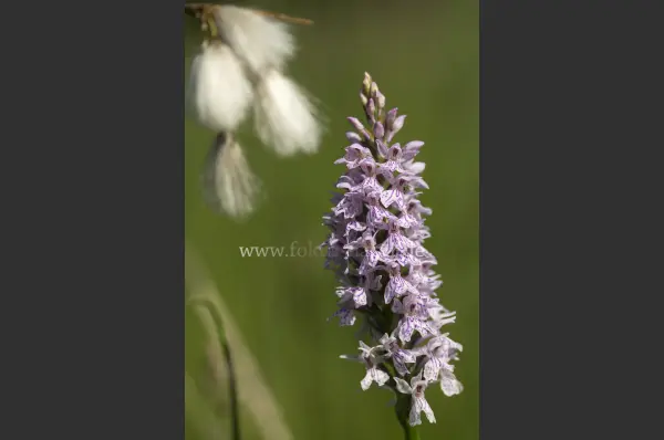 Fokus-Natur Bild