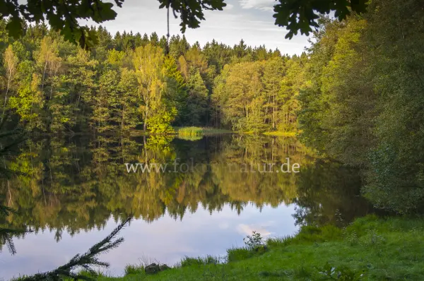 Fokus-Natur Bild