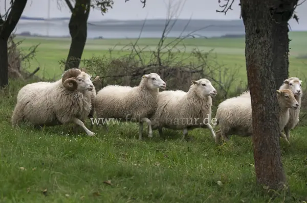 Fokus-Natur Bild