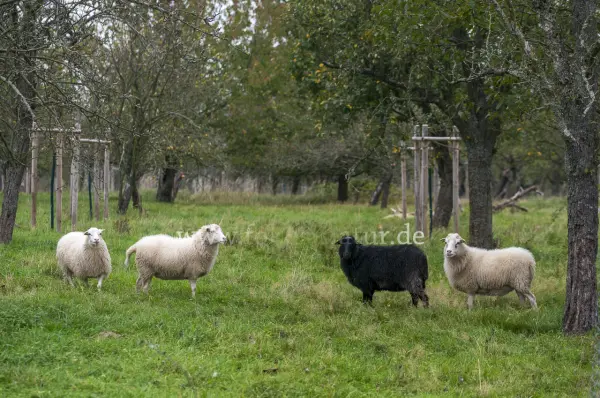Fokus-Natur Bild