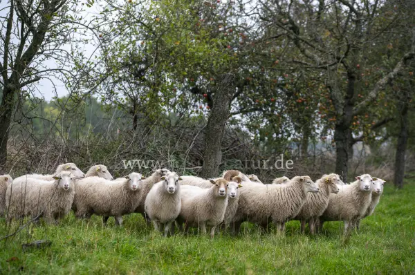 Fokus-Natur Bild