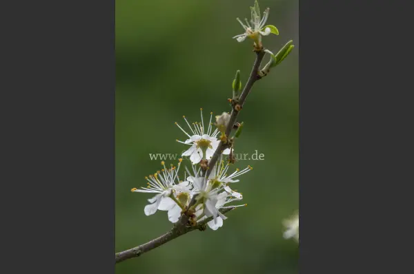 Fokus-Natur Bild
