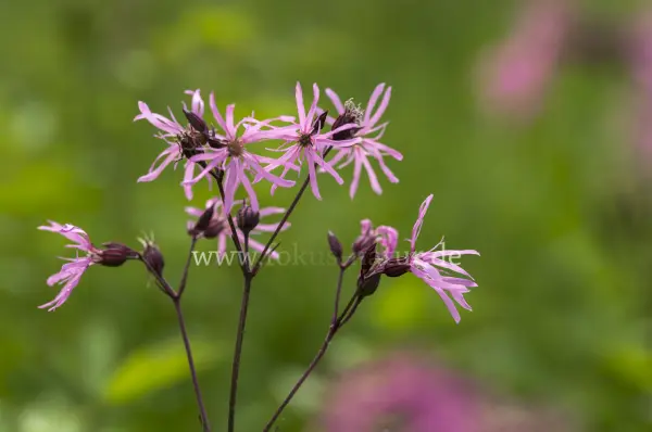 Fokus-Natur Bild