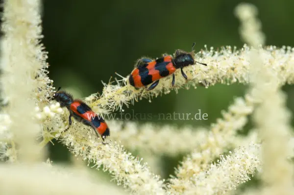 Fokus-Natur Bild