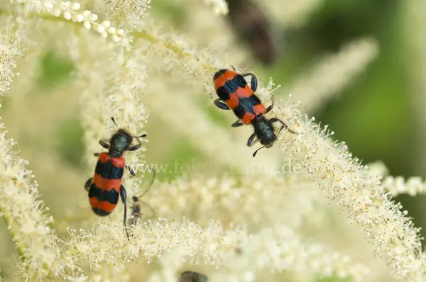 Fokus-Natur Bild