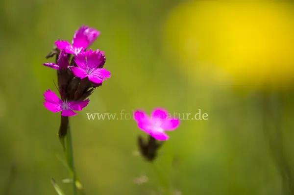 Fokus-Natur Bild