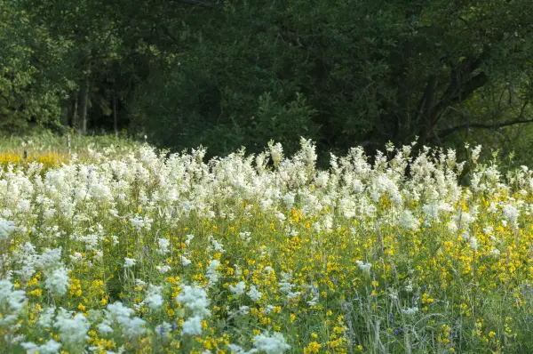 Fokus-Natur Bild