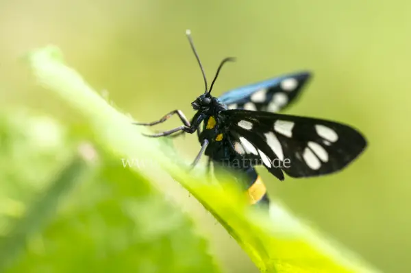Fokus-Natur Bild