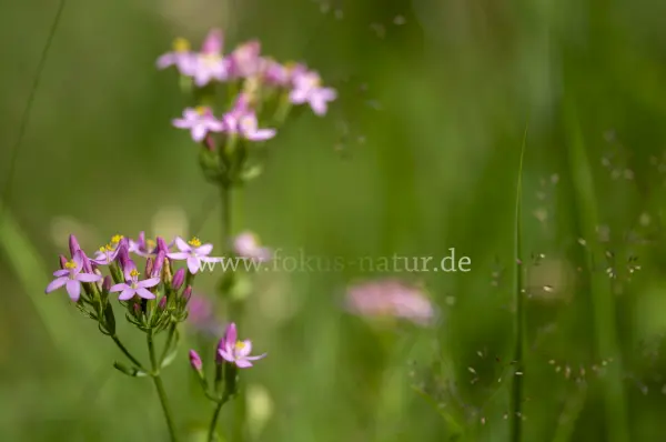 Fokus-Natur Bild
