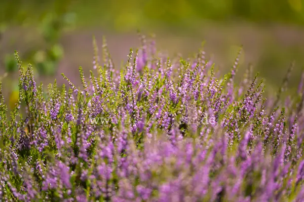 Fokus-Natur Bild