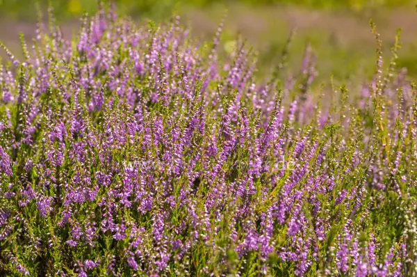 Fokus-Natur Bild