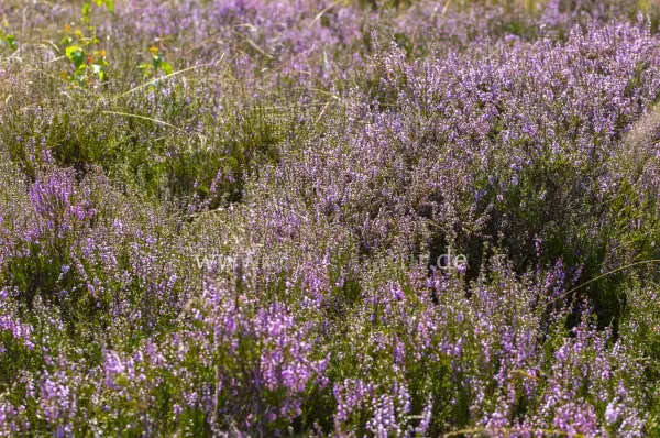 Fokus-Natur Bild