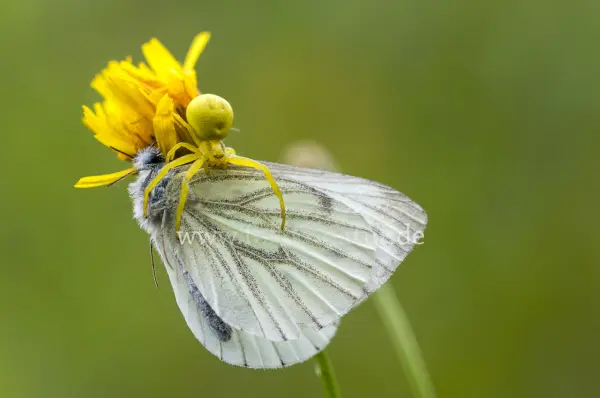 Fokus-Natur Bild