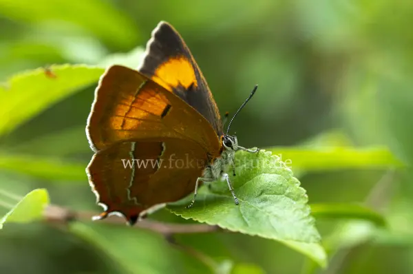 Fokus-Natur Bild