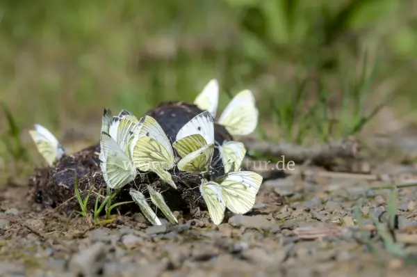 Fokus-Natur Bild