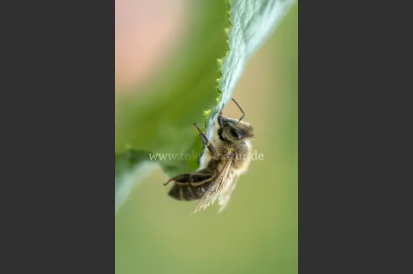 Fokus-Natur Bild