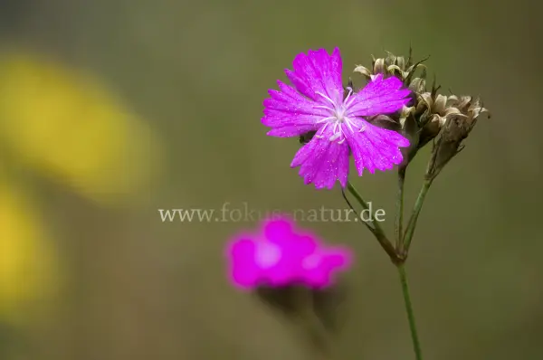 Fokus-Natur Bild