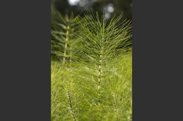 Fokus-Natur Bild