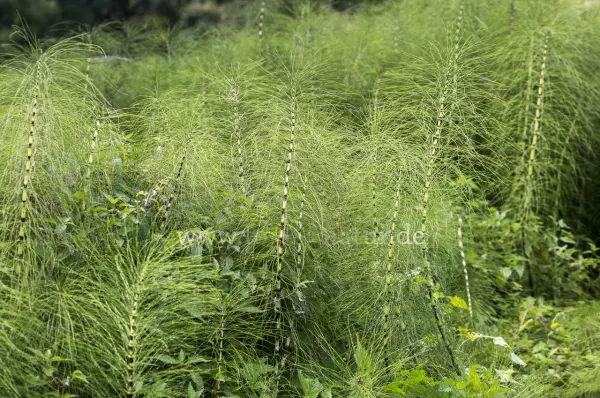 Fokus-Natur Bild