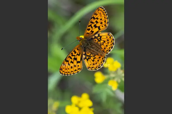 Fokus-Natur Bild
