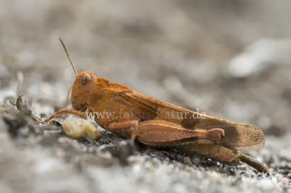 Fokus-Natur Bild