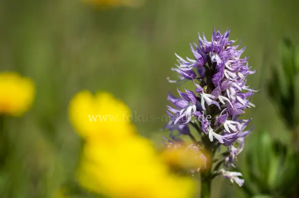 Fokus-Natur Bild
