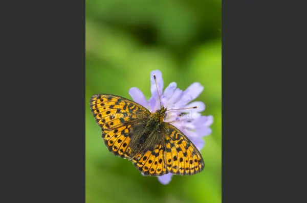 Fokus-Natur Bild