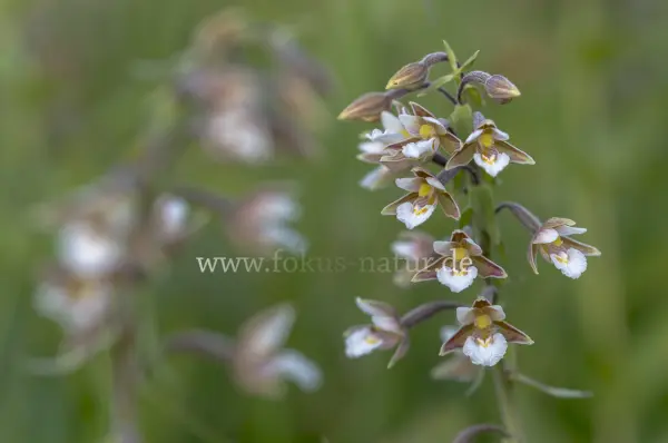 Fokus-Natur Bild