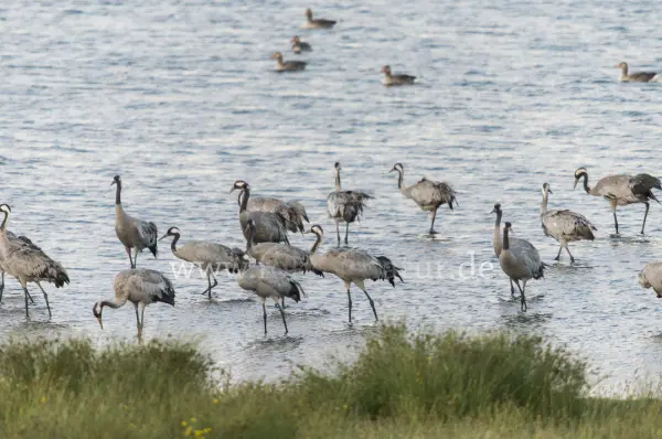 Fokus-Natur Bild