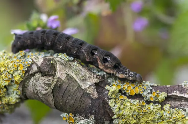 Fokus-Natur Bild