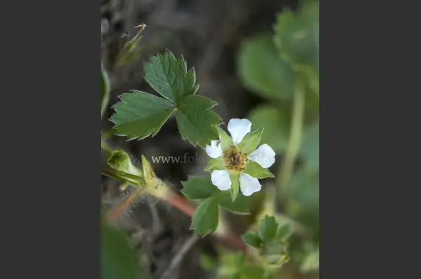 Fokus-Natur Bild