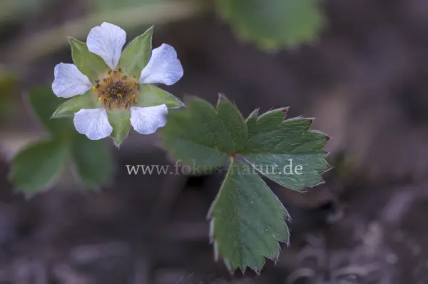 Fokus-Natur Bild
