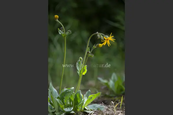 Fokus-Natur Bild