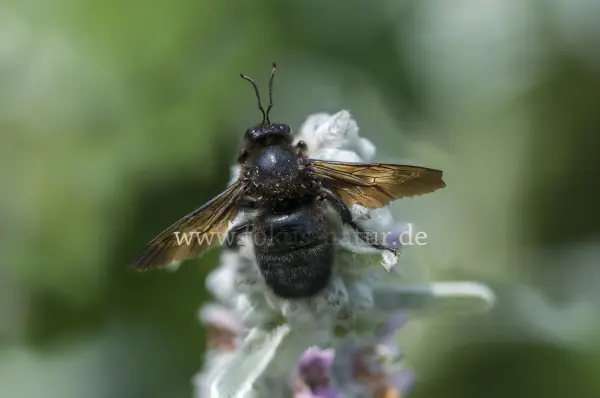 Fokus-Natur Bild