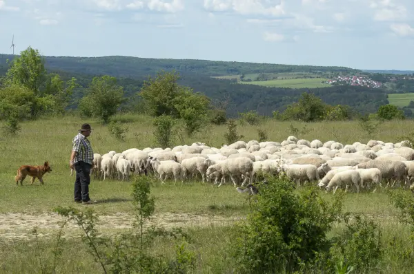 Fokus-Natur Bild