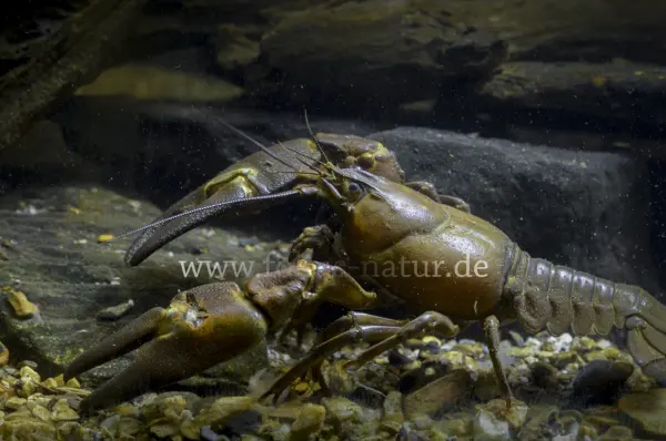 Fokus-Natur Bild