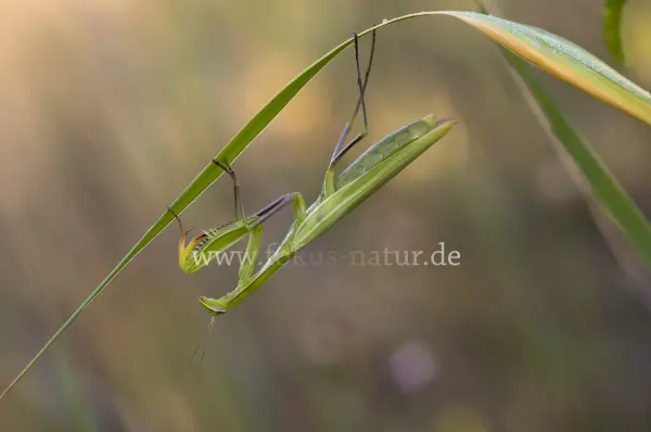 Fokus-Natur Bild