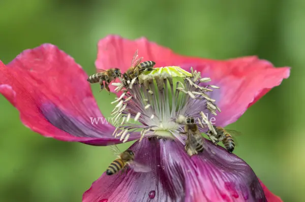 Fokus-Natur Bild
