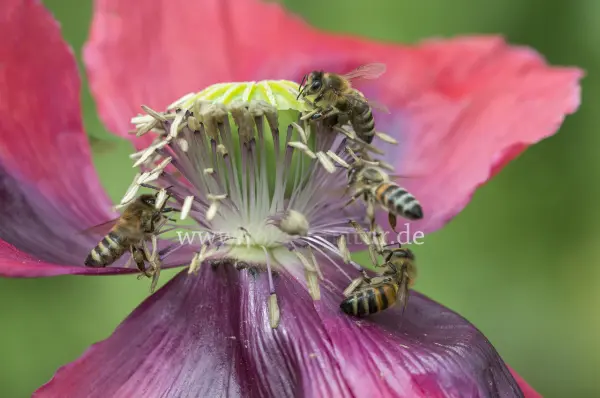 Fokus-Natur Bild