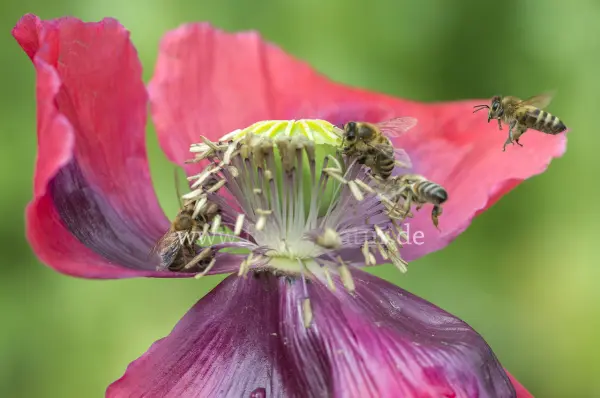 Fokus-Natur Bild