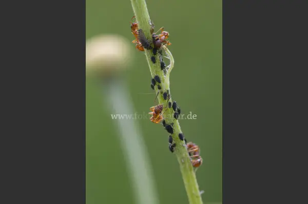 Fokus-Natur Bild