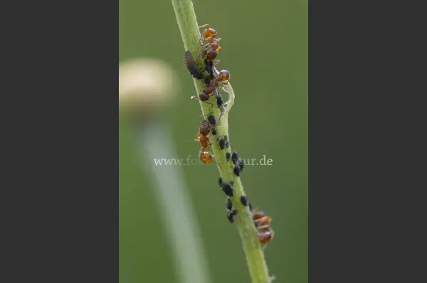Fokus-Natur Bild