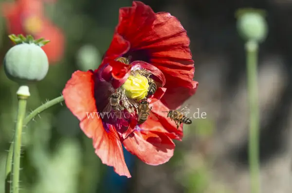 Fokus-Natur Bild