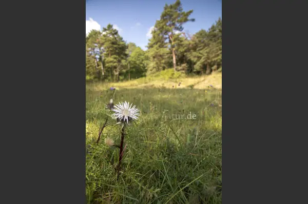 Fokus-Natur Bild