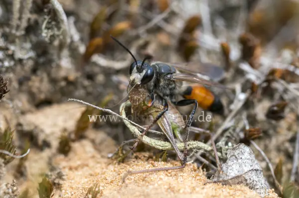 Fokus-Natur Bild