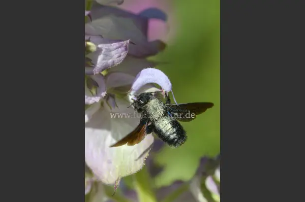 Fokus-Natur Bild