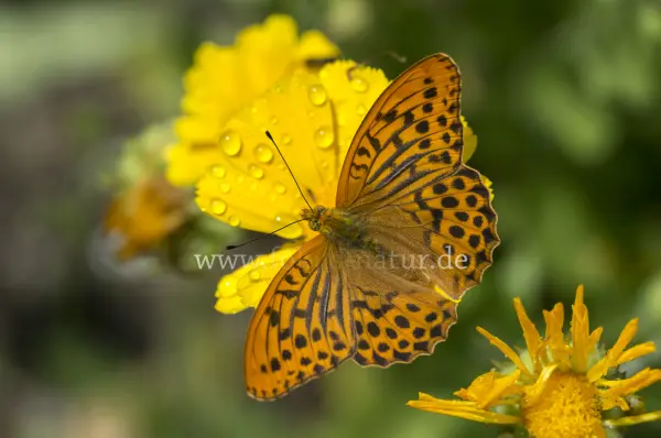 Fokus-Natur Bild